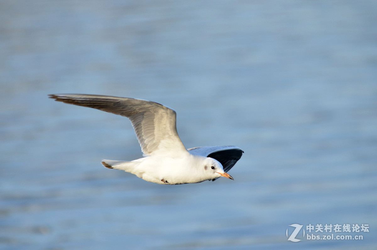 新入手小钢炮试手打海鸥