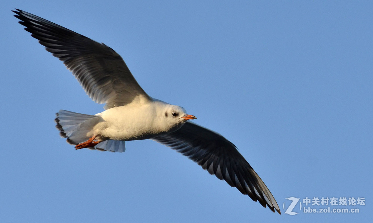 新入手小钢炮试手打海鸥