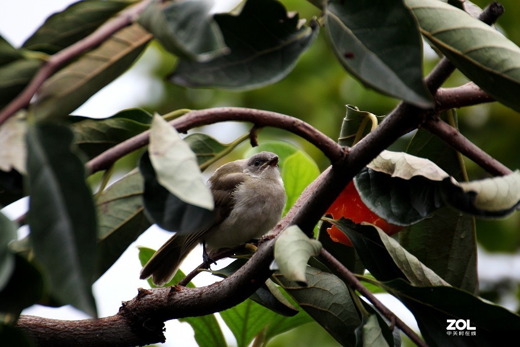腾龙 SP 70-300，打鸟
