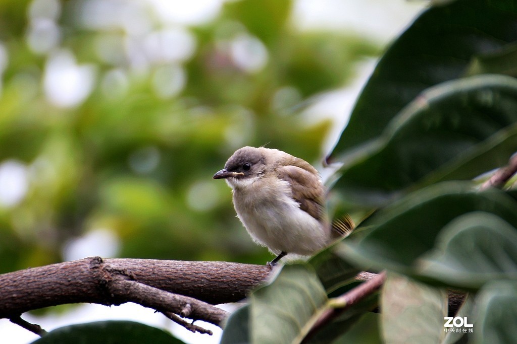 腾龙 SP 70-300，打鸟