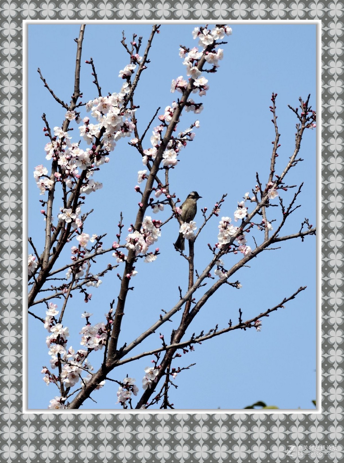 拍梅花飛來一隻鳥