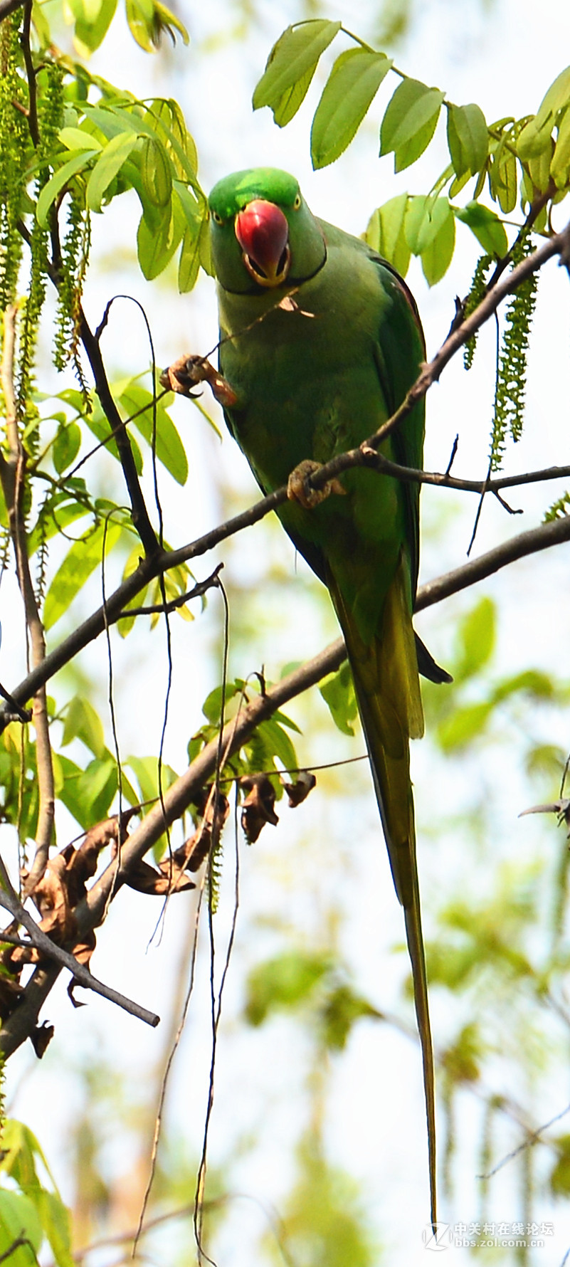 长尾鹦鹉