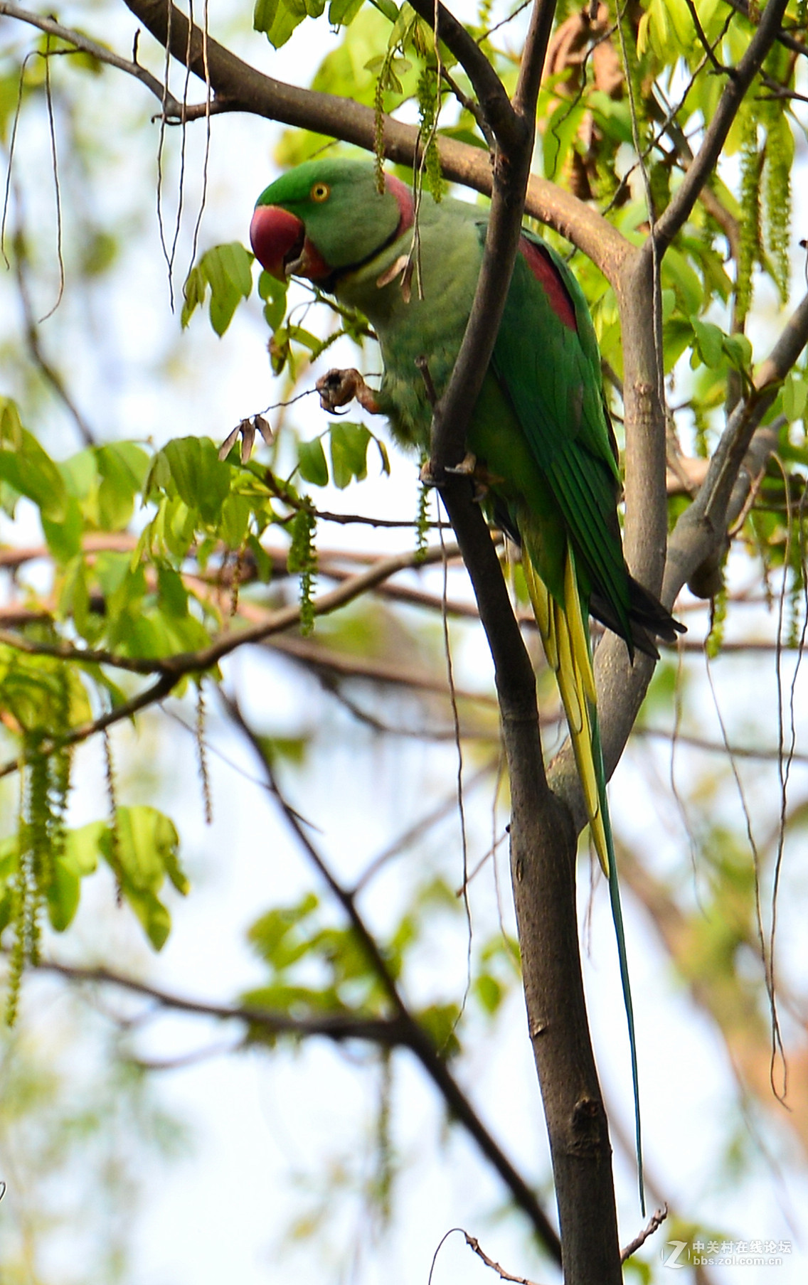 长尾鹦鹉