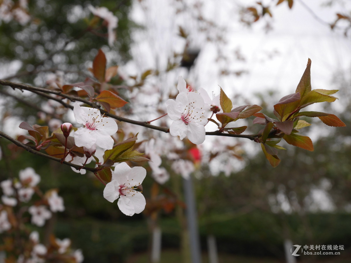 新购的松下gm1，发几张样片大家评评