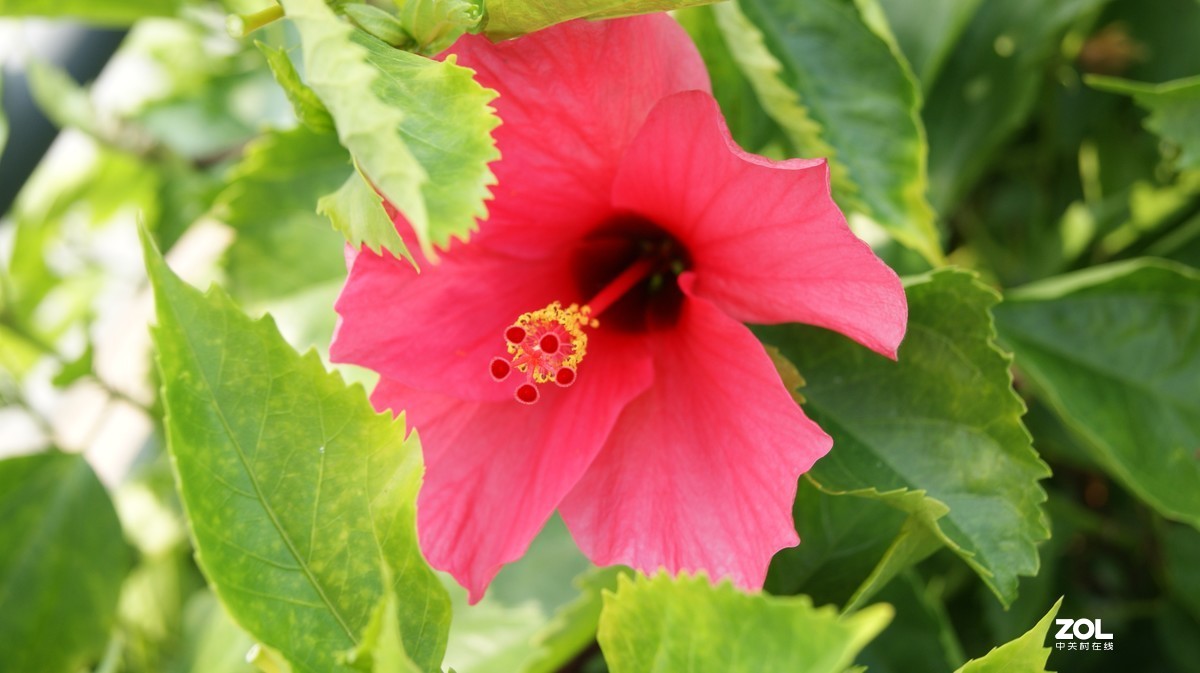 深圳湾公园之《奇花异草》