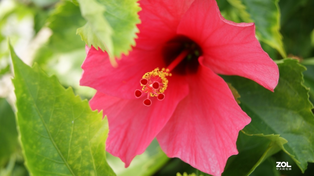 深圳湾公园之《奇花异草》