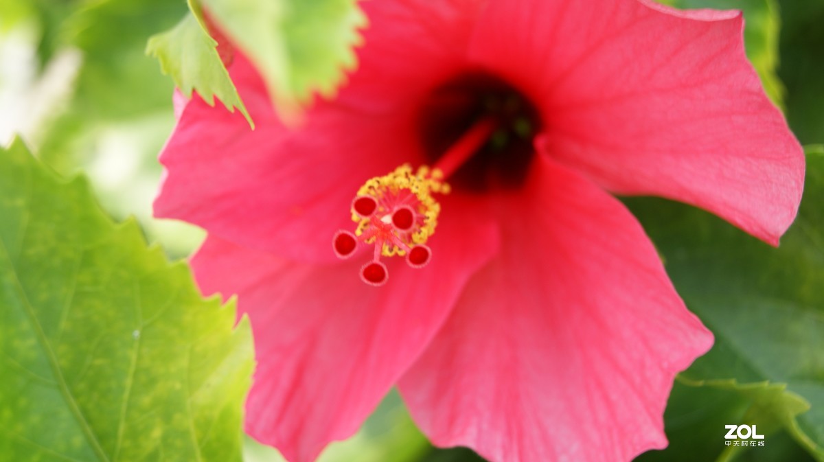 深圳湾公园之《奇花异草》