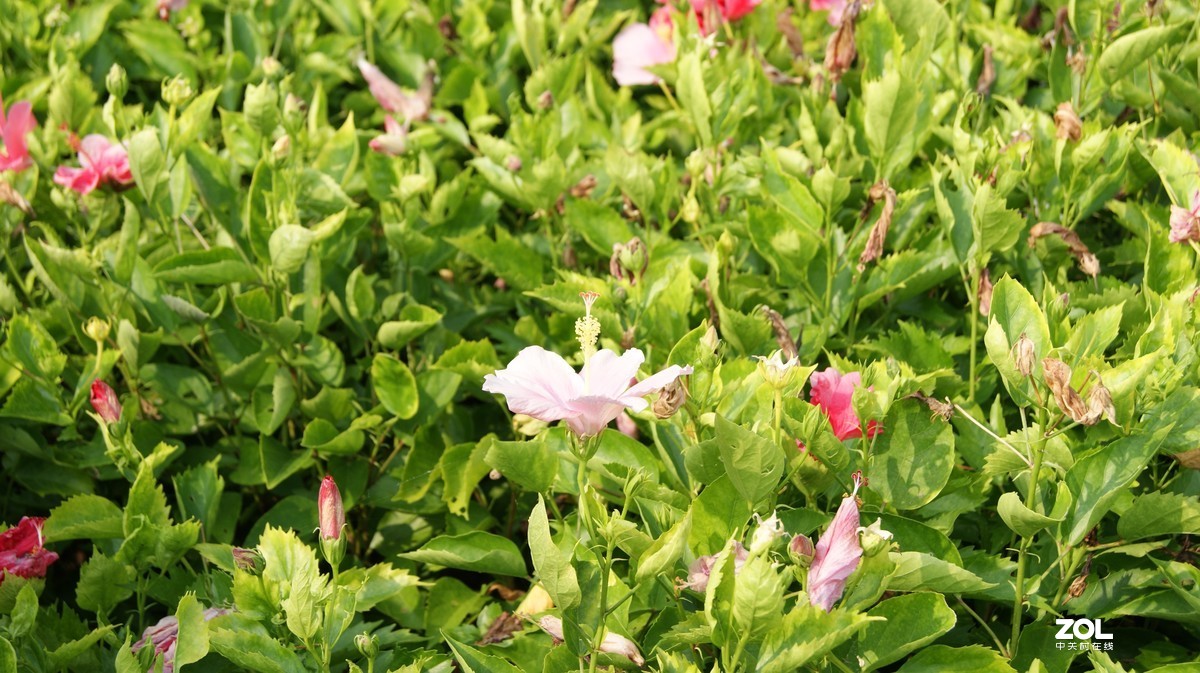 深圳湾公园之《奇花异草》