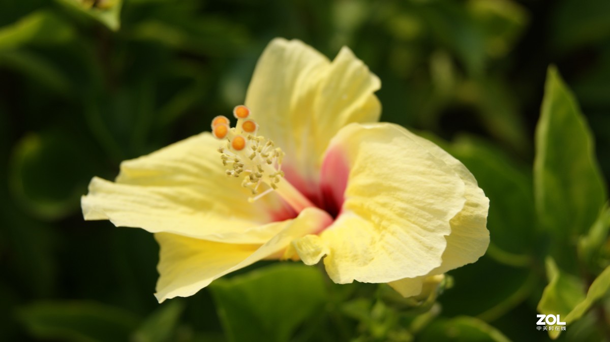 深圳湾公园之《奇花异草》