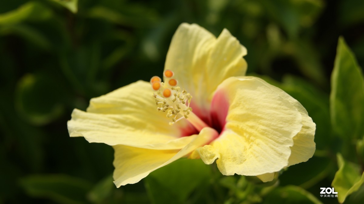 深圳湾公园之《奇花异草》