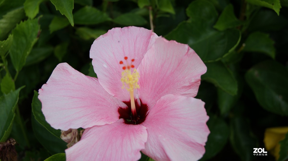 深圳湾公园之《奇花异草》