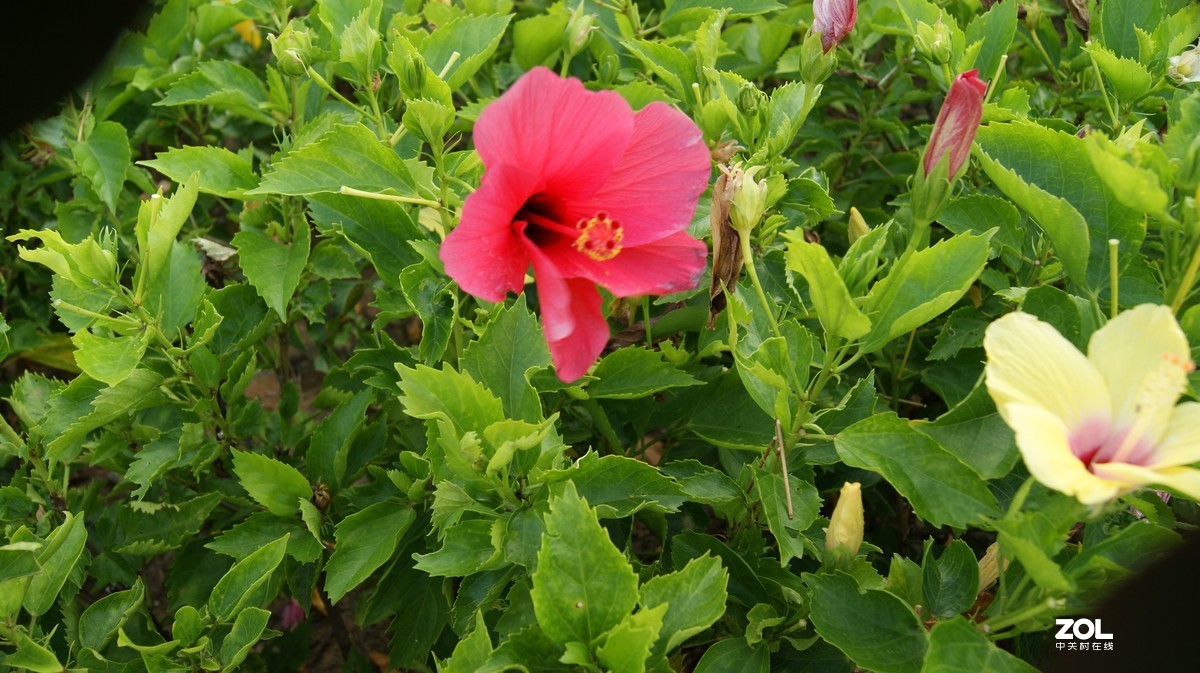 深圳湾公园之《奇花异草》