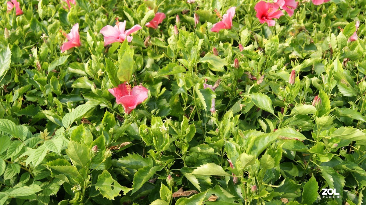 深圳湾公园之《奇花异草》