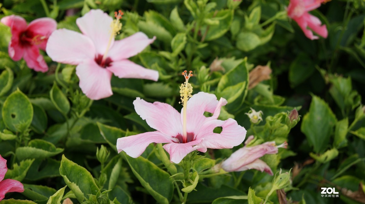 深圳湾公园之《奇花异草》