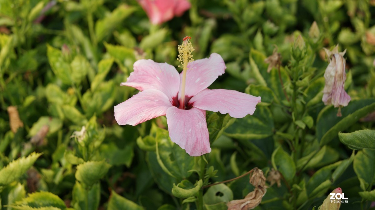 深圳湾公园之《奇花异草》