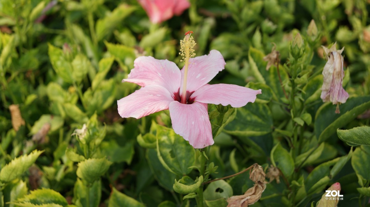 深圳湾公园之《奇花异草》