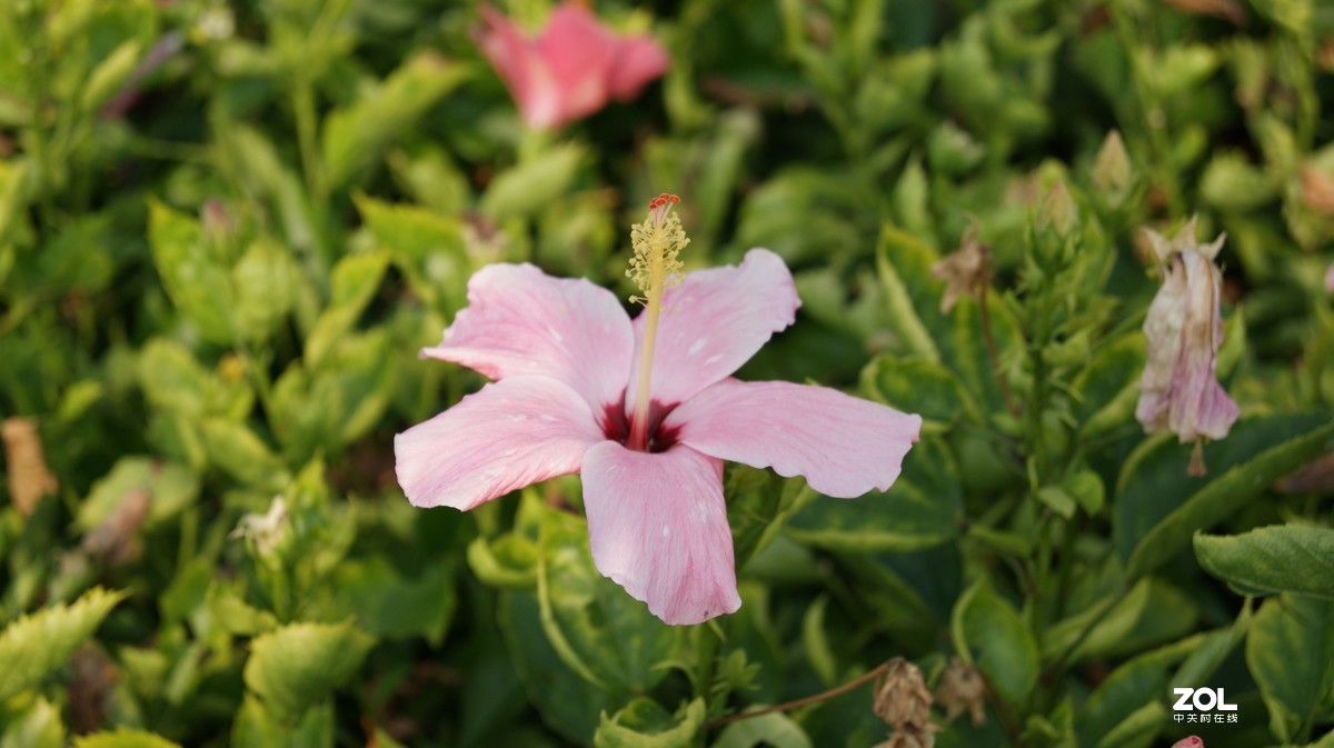 深圳湾公园之《奇花异草》