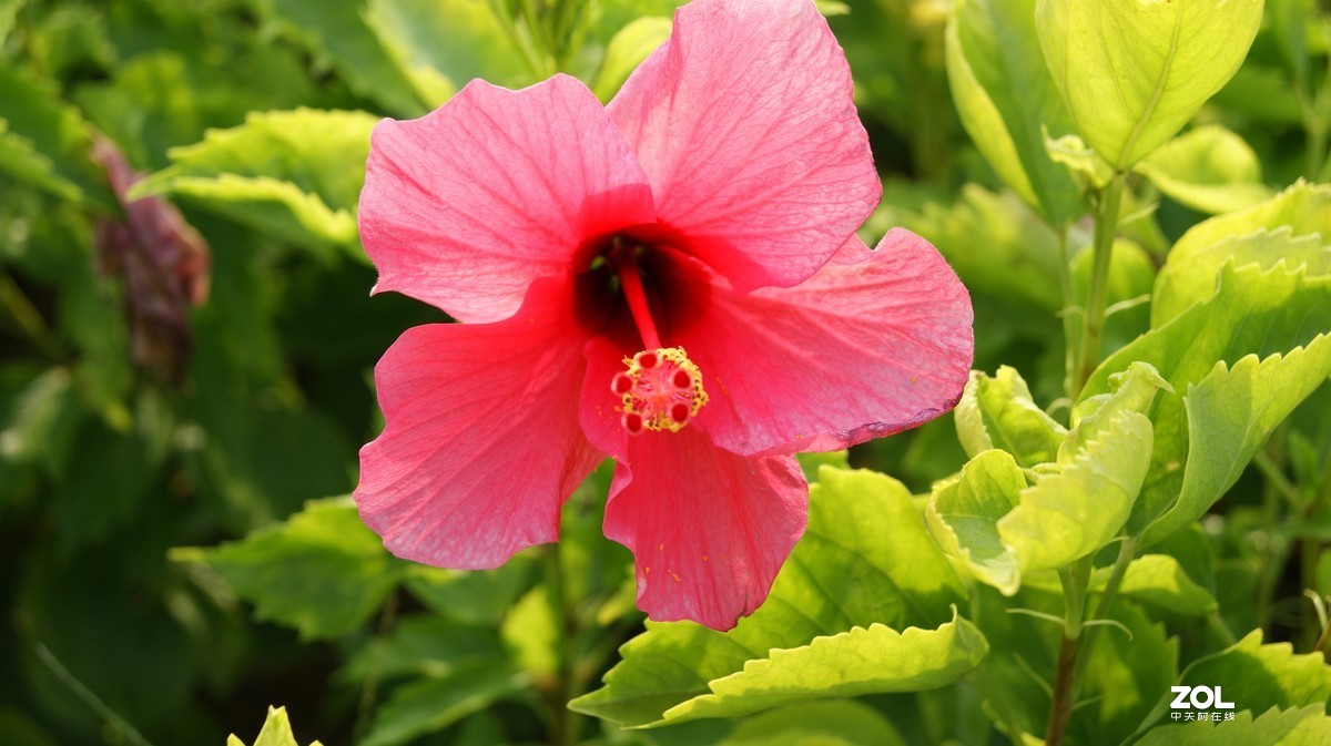 深圳湾公园之《奇花异草》