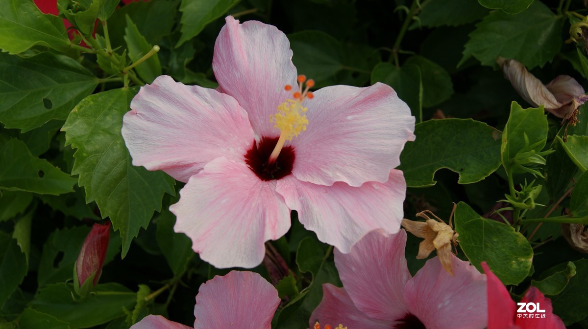 深圳湾公园之《奇花异草》