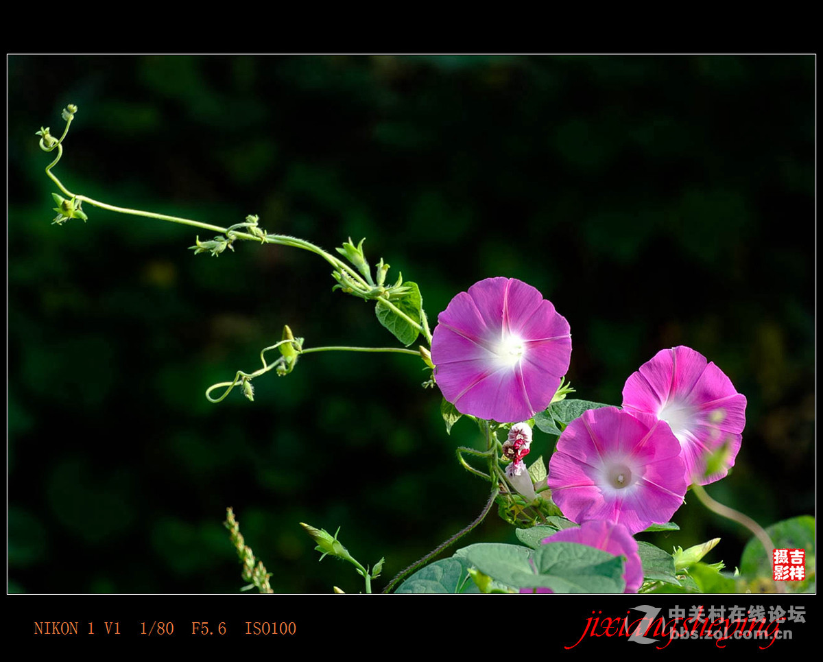 #尼康花卉作品赏析第九期#【牵牛花】
