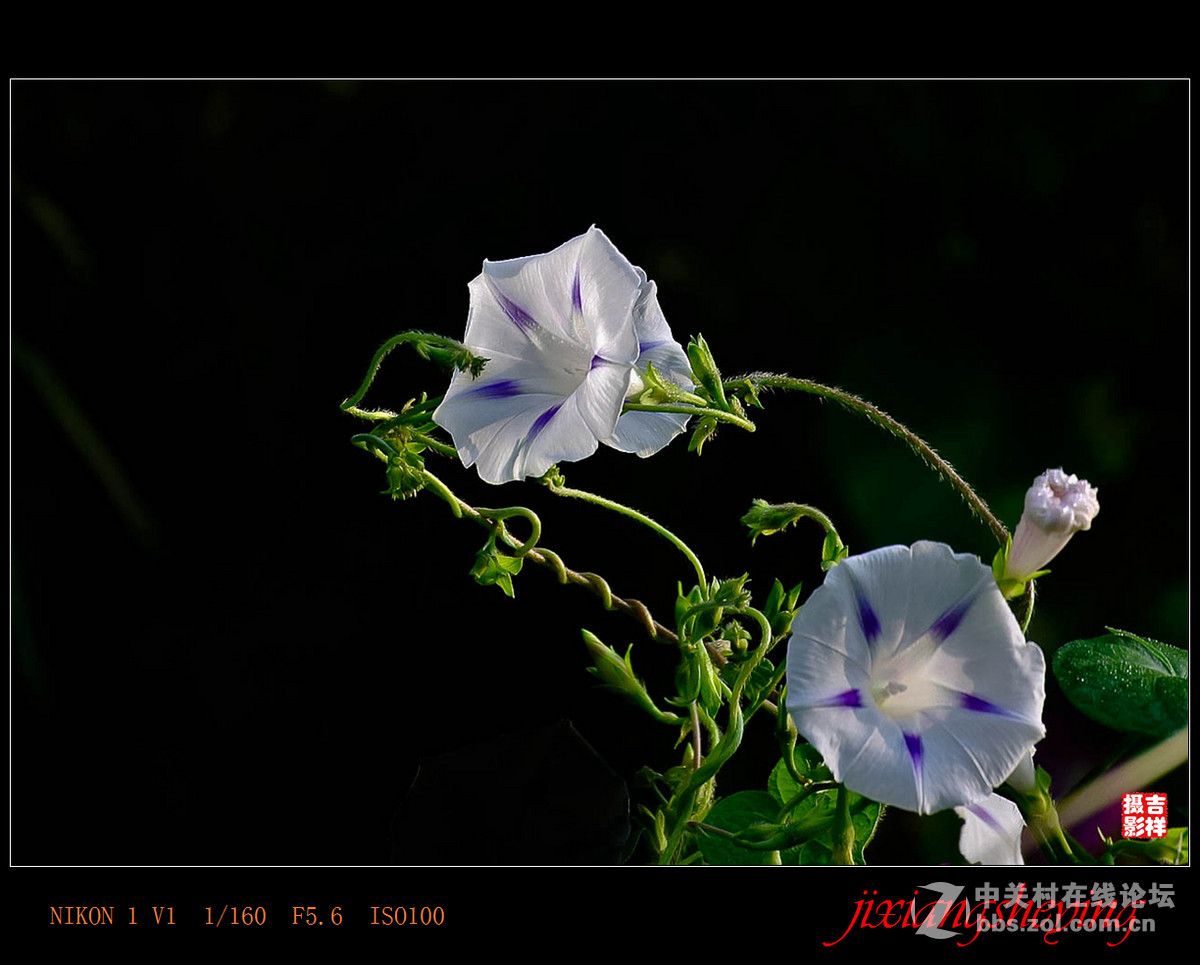 #尼康花卉作品赏析第九期#【牵牛花】