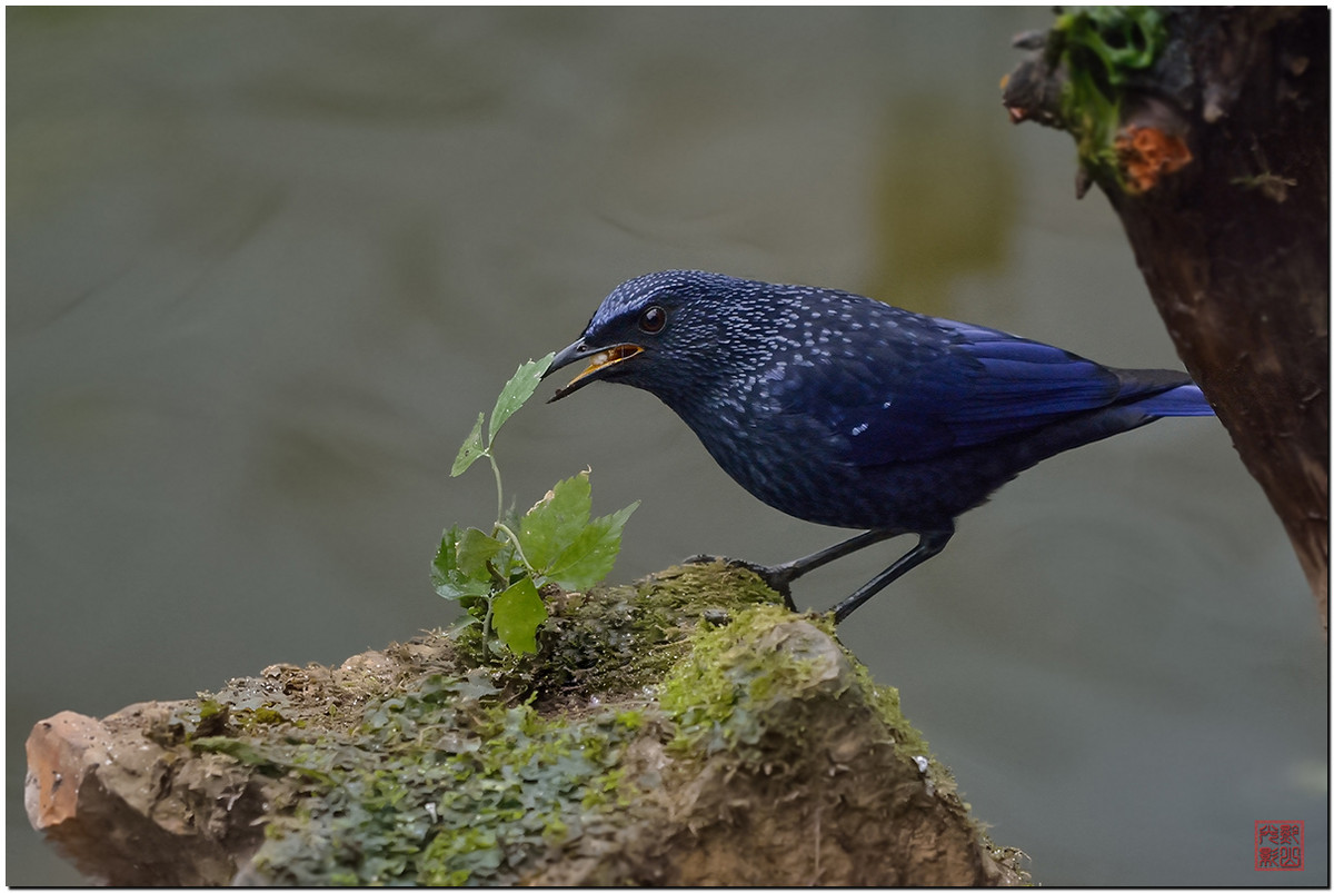 #尼康鸟类作品赏析第十期#一只紫啸鸫