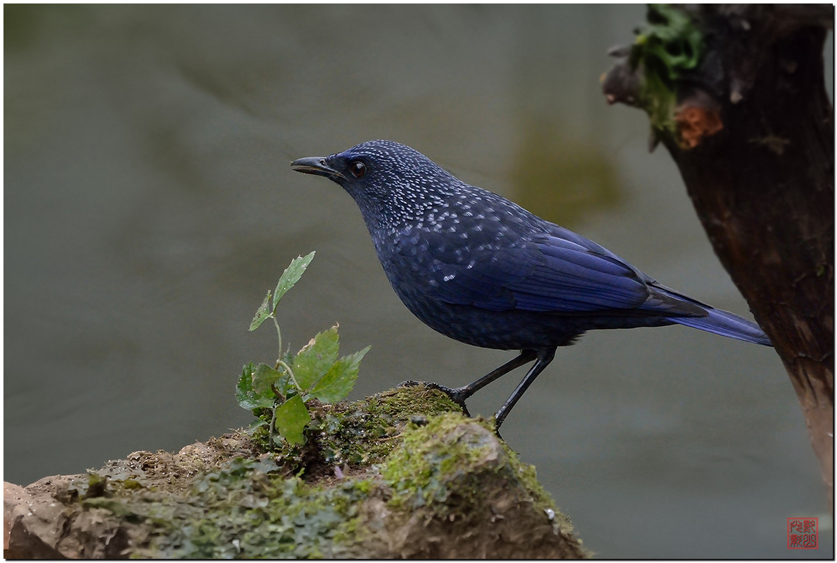 #尼康鸟类作品赏析第十期#一只紫啸鸫