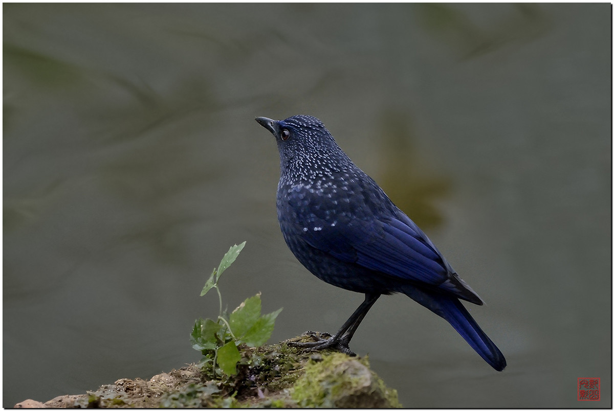 #尼康鸟类作品赏析第十期#一只紫啸鸫