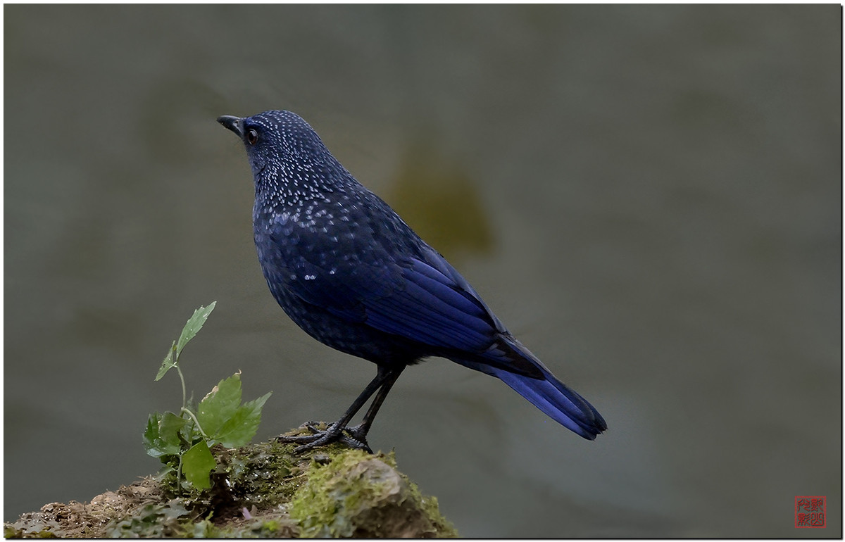 #尼康鸟类作品赏析第十期#一只紫啸鸫