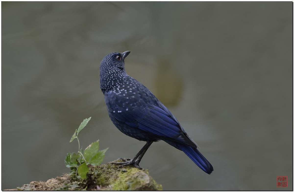 #尼康鸟类作品赏析第十期#一只紫啸鸫