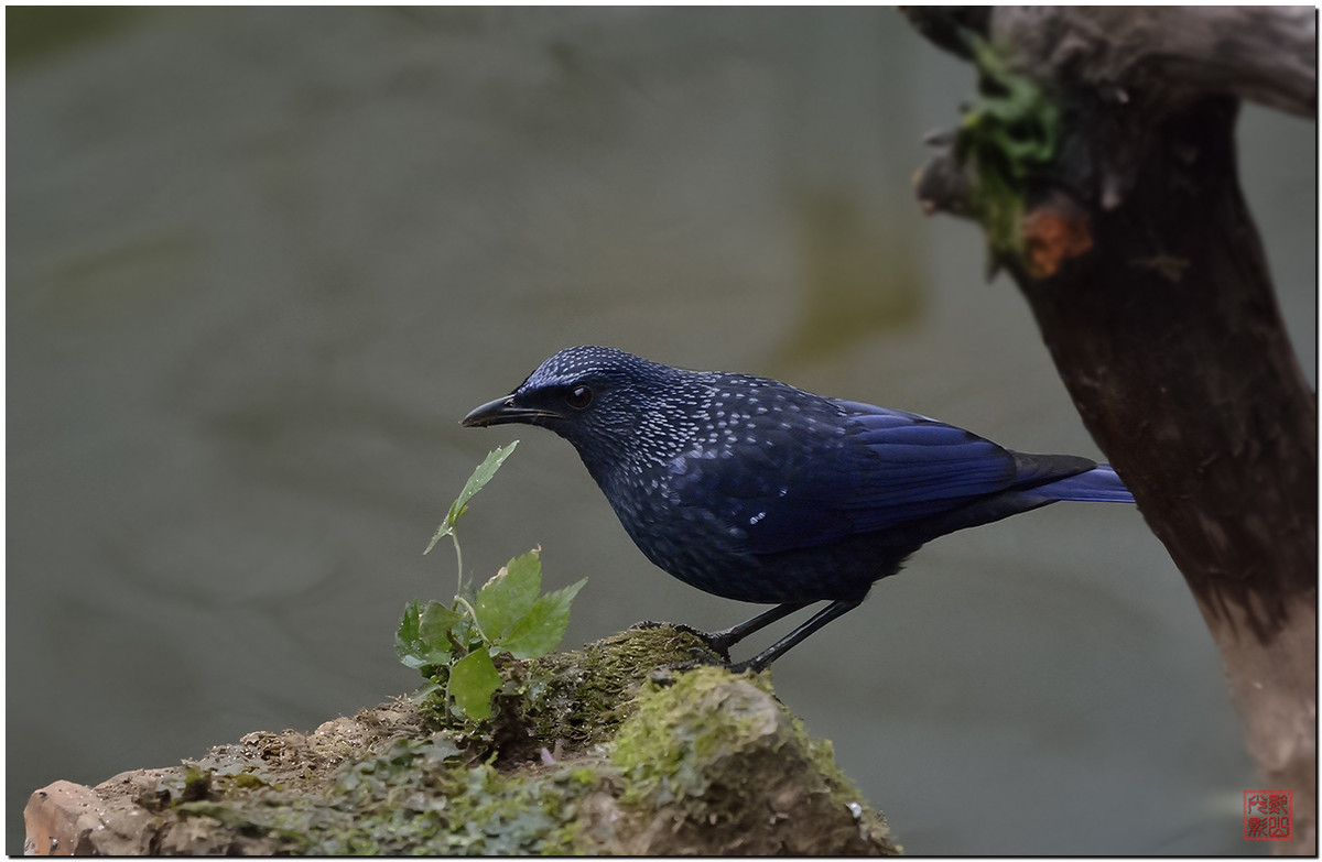 #尼康鸟类作品赏析第十期#一只紫啸鸫