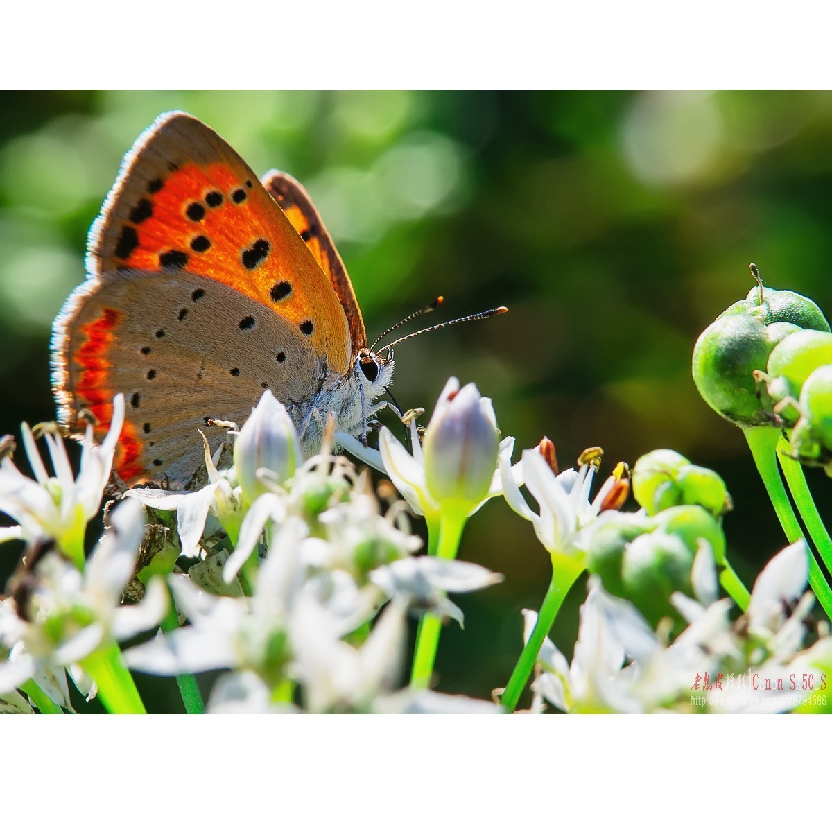 韭菜花上的彩蝶