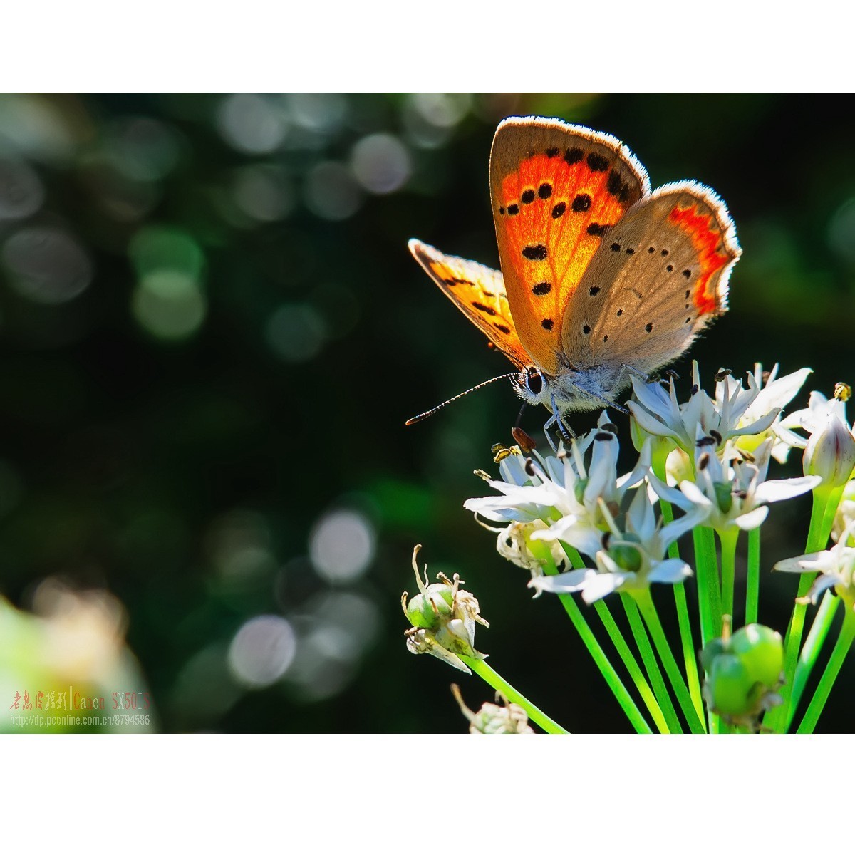 韭菜花上的彩蝶