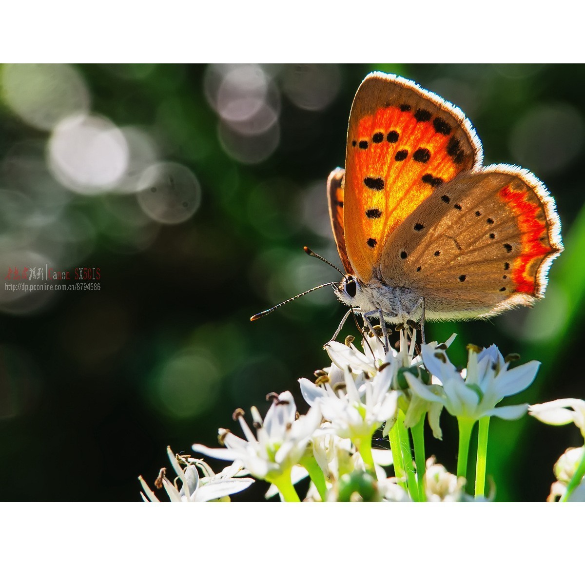 韭菜花上的彩蝶