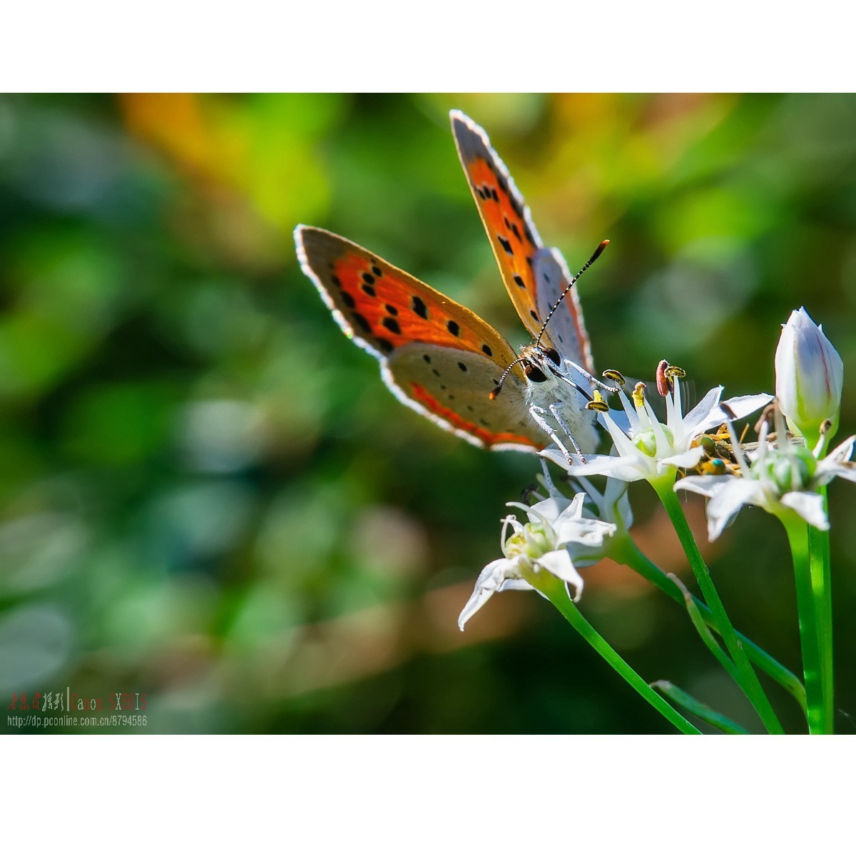 韭菜花上的彩蝶