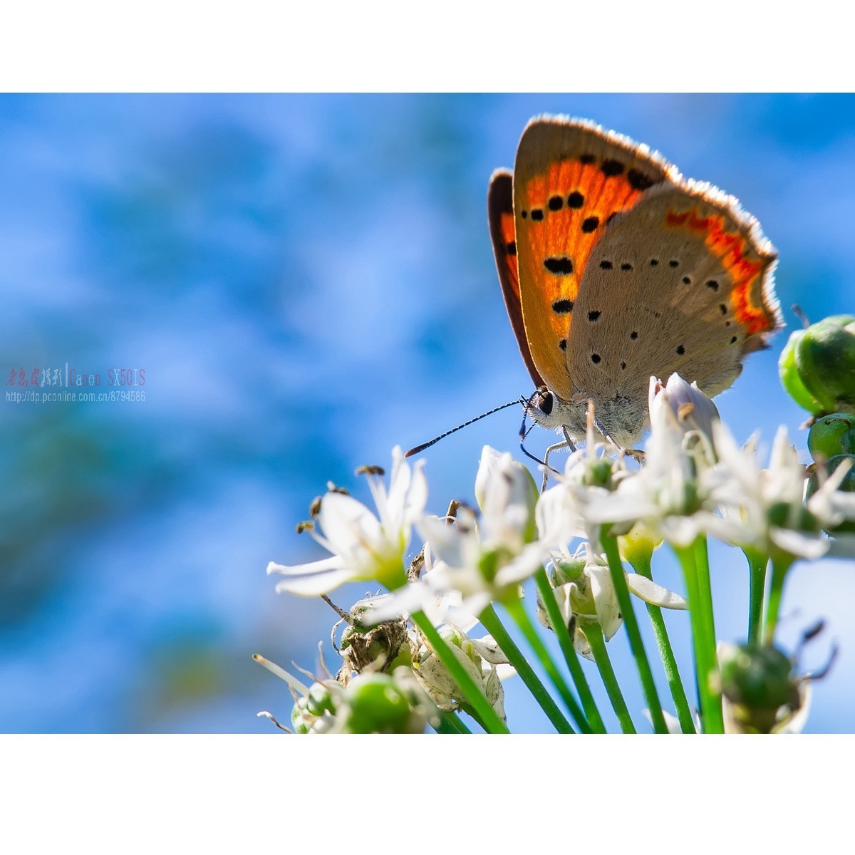 韭菜花上的彩蝶