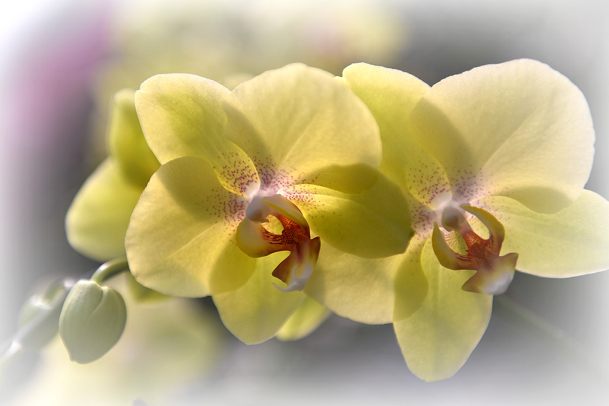 #尼康花卉作品赏析第十期#《再拍蝴蝶兰》