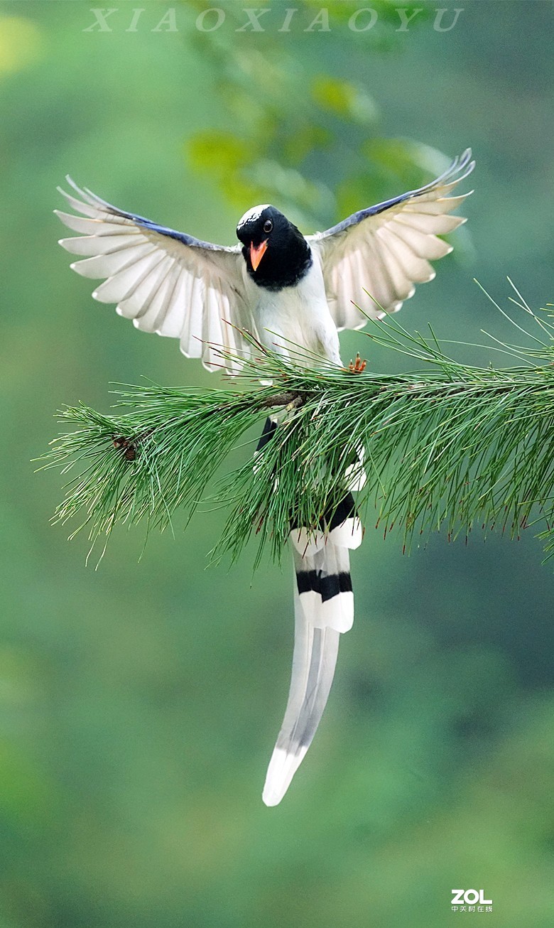 千姿百态空中飞舞红嘴蓝鹊