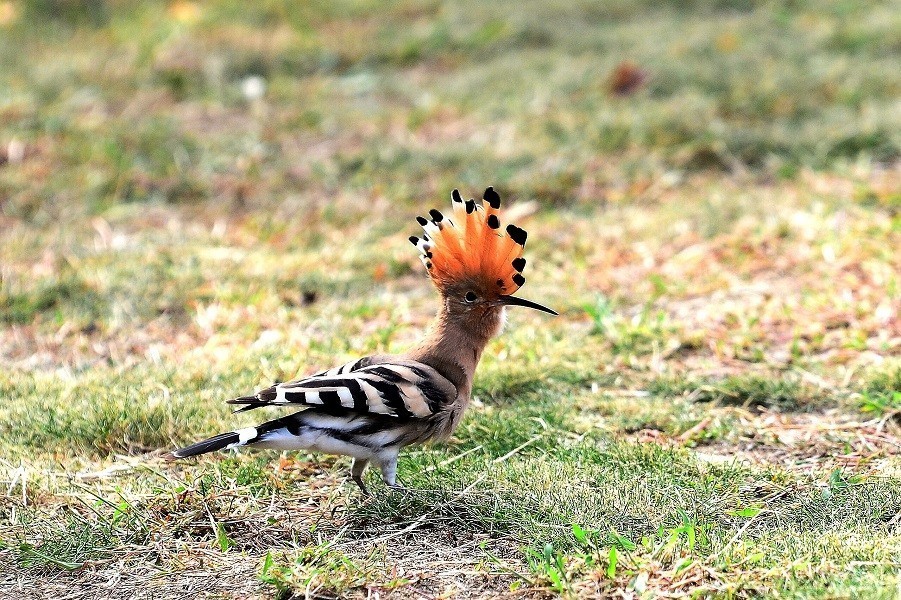 幽默的戴胜    哎    怎么飞走了