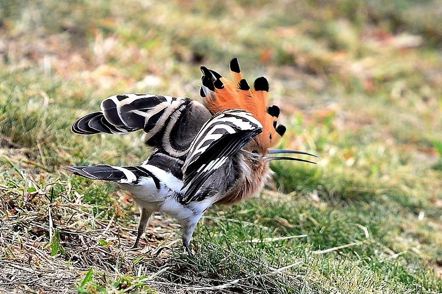 幽默的戴胜    哎    怎么飞走了