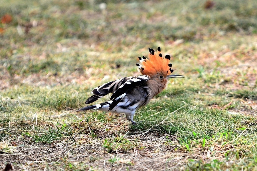幽默的戴胜    哎    怎么飞走了