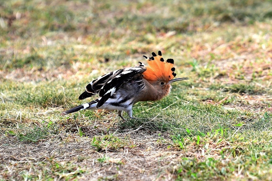 幽默的戴胜    哎    怎么飞走了
