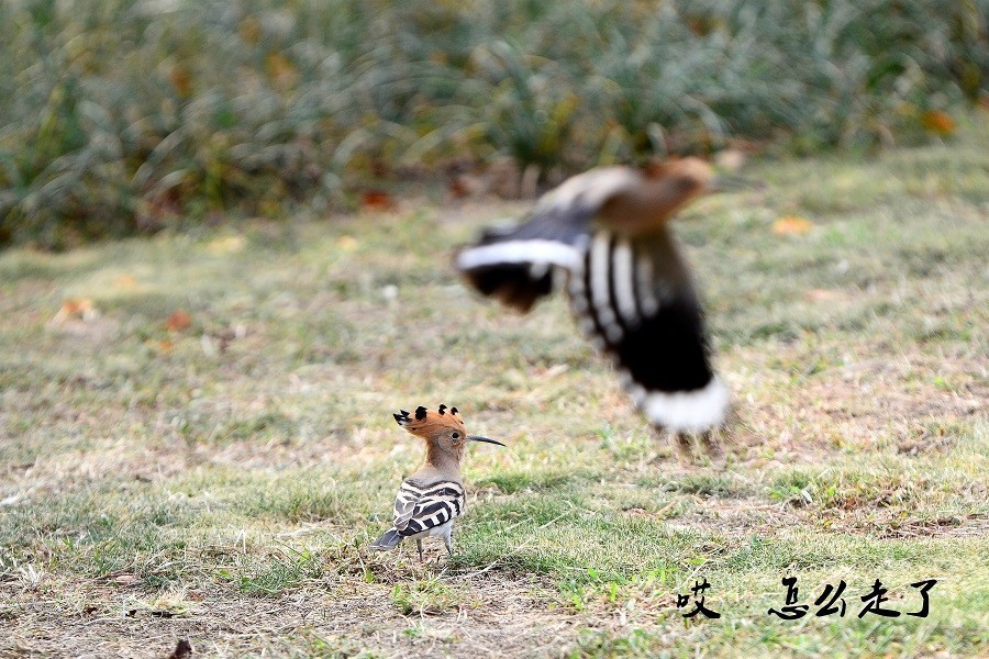 幽默的戴胜    哎    怎么飞走了