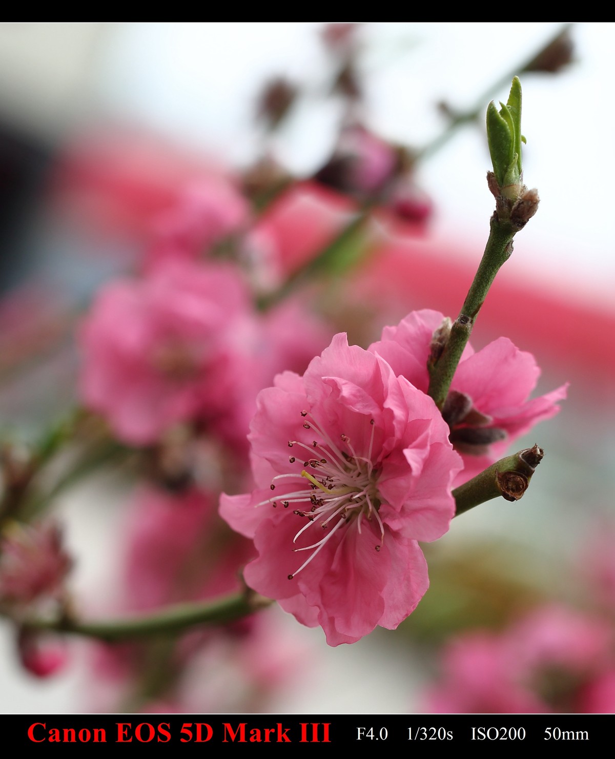 携花卉市场拍的梅花祝大家在新的一年里大展鸿途