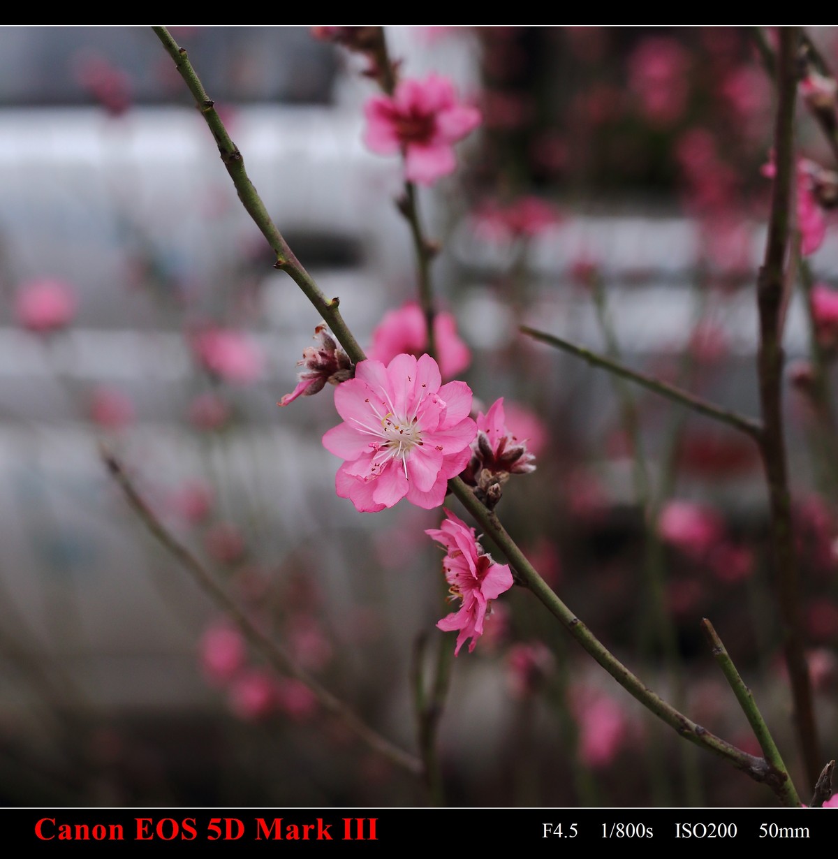 携花卉市场拍的梅花祝大家在新的一年里大展鸿途