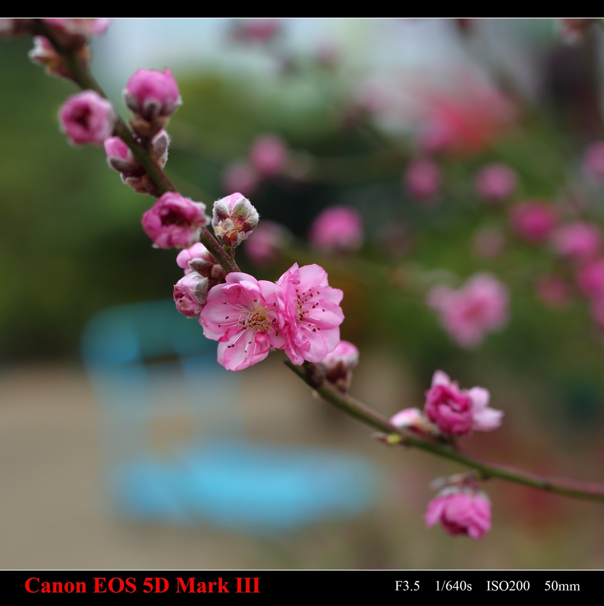 携花卉市场拍的梅花祝大家在新的一年里大展鸿途