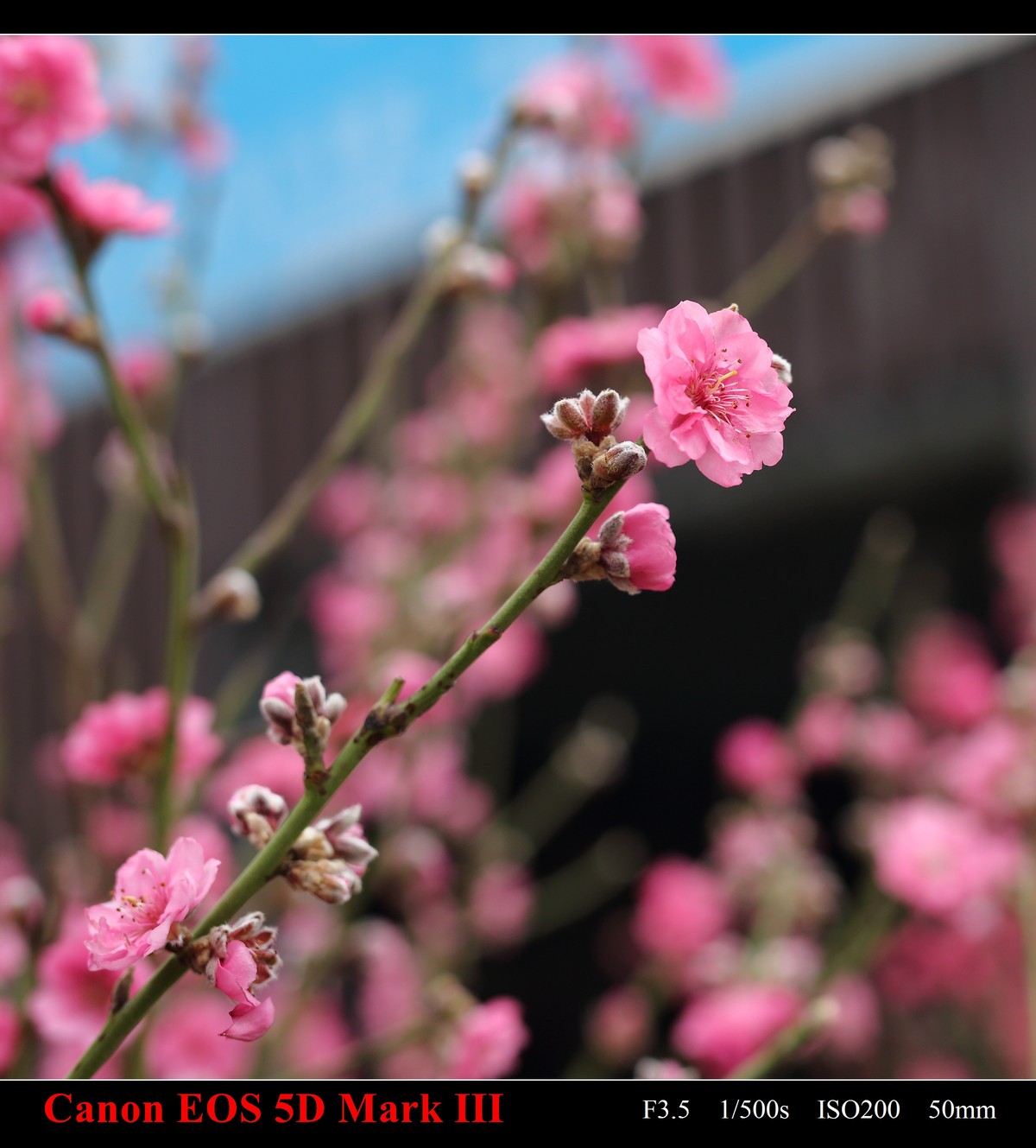 携花卉市场拍的梅花祝大家在新的一年里大展鸿途