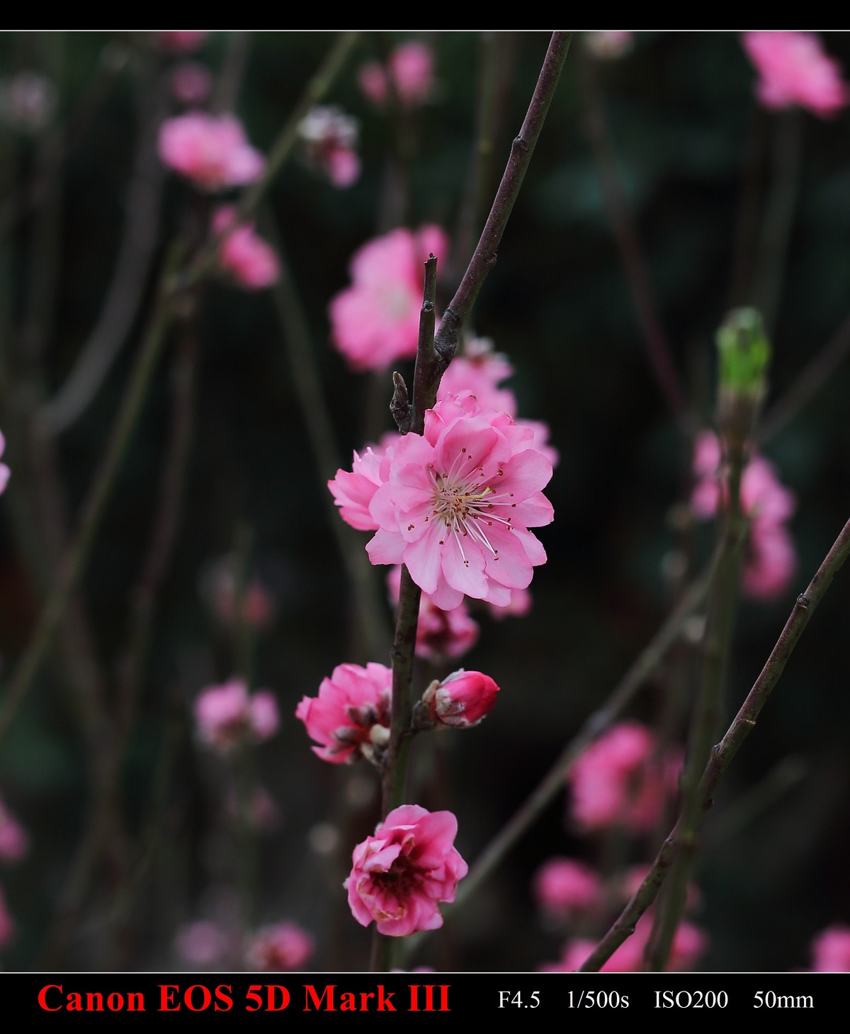 携花卉市场拍的梅花祝大家在新的一年里大展鸿途