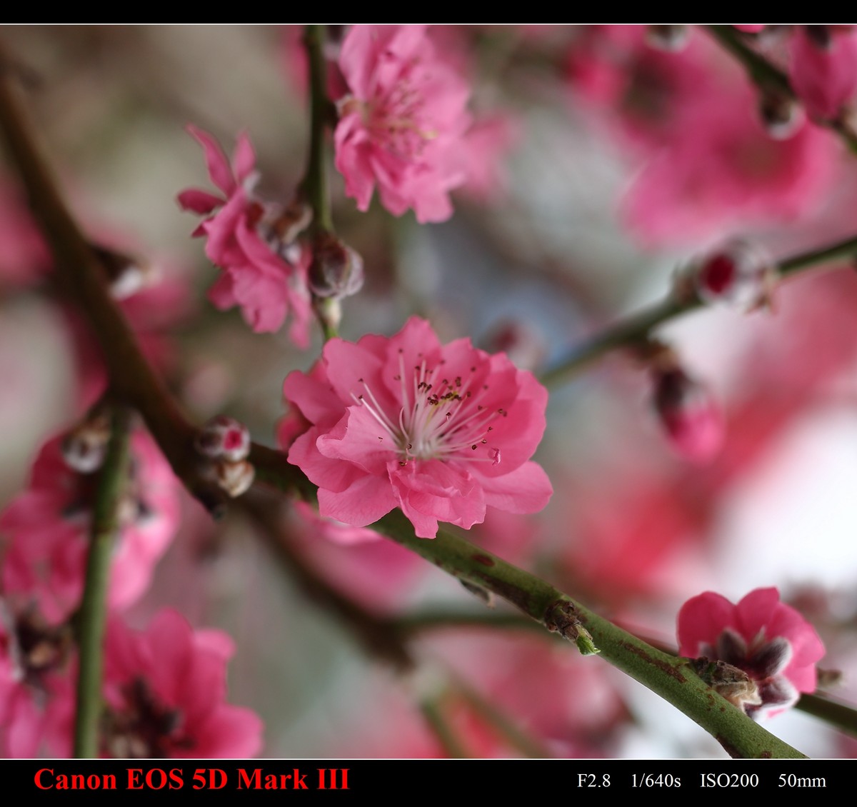 携花卉市场拍的梅花祝大家在新的一年里大展鸿途