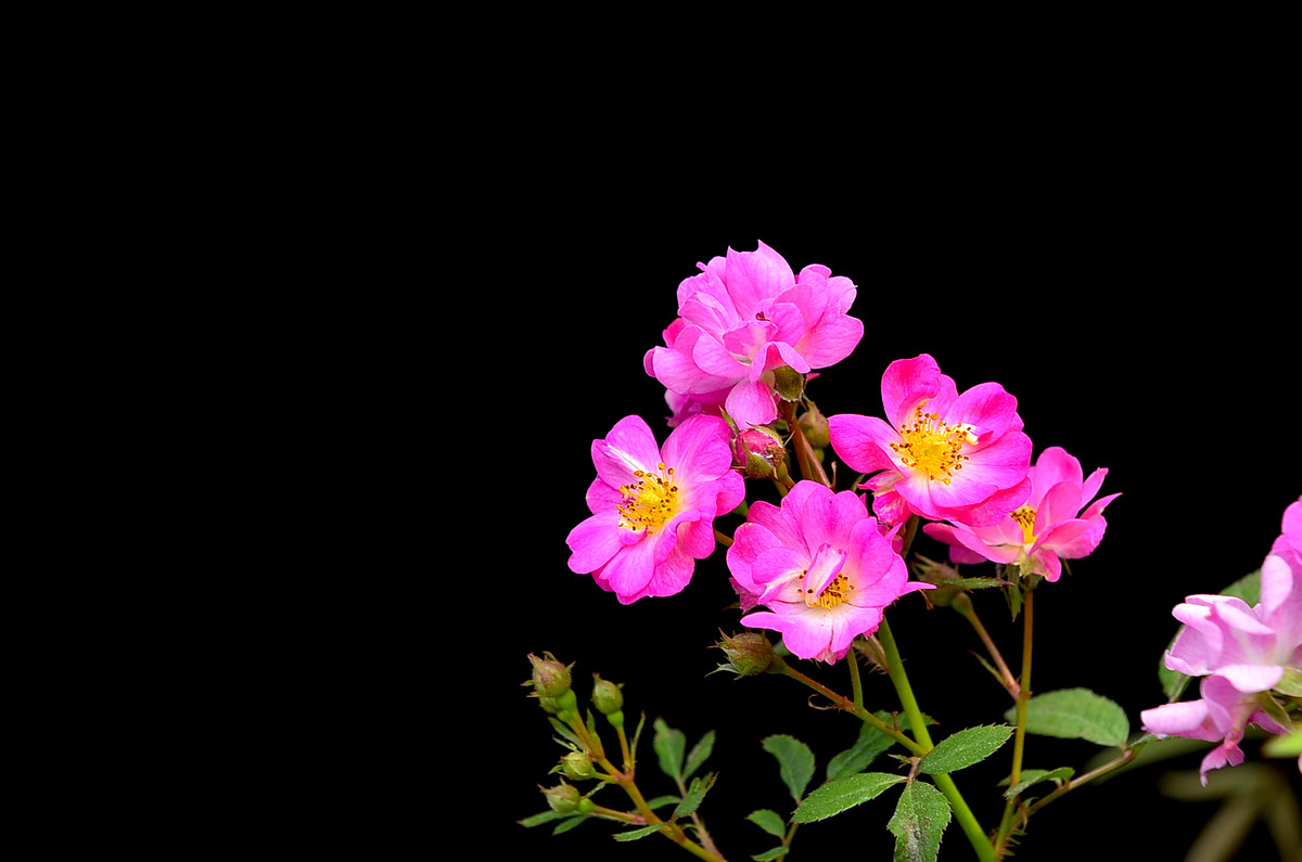 #尼康花卉作品赏析#【小月季和万寿菊】 （老阿推荐）